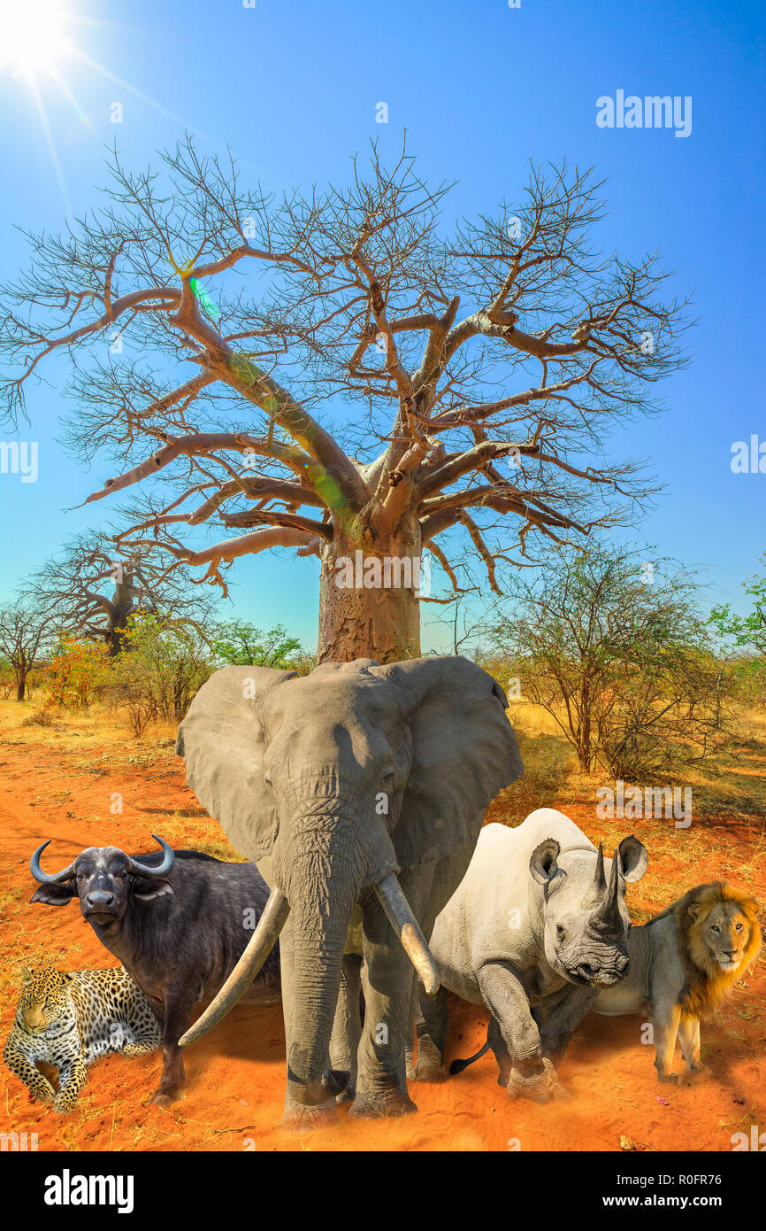 African baobab con cinque grandi collage: Leopard, Buffalo, elefante, il rinoceronte nero e il leone nella savana paesaggio. African Safari scena con animali selvatici. Blue sky. Colpo verticale. La stagione secca. Foto Stock