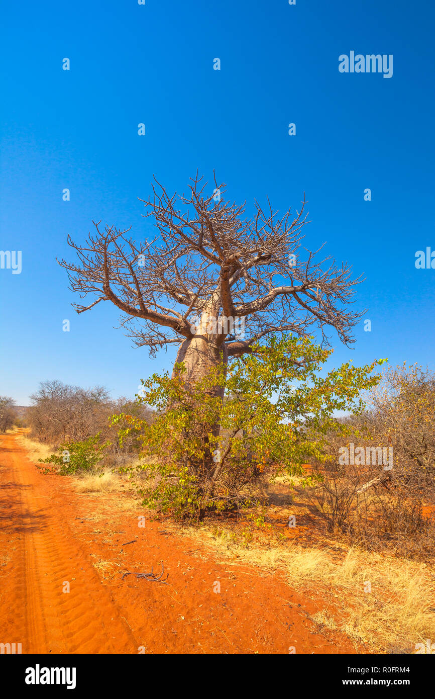 Baobab sul deserto di sabbia rossa in Musina Riserva Naturale, Sud Africa. Foresta di baobab di riserva nel Limpopo. Colpo verticale. Spazio di copia con il blu del cielo. La stagione secca. Foto Stock