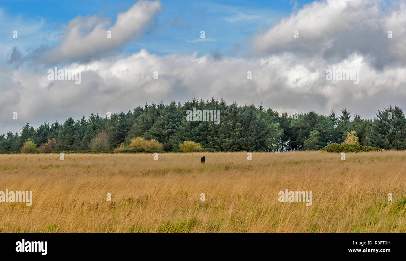 SCOTSTOWN MOOR natura locale riserva la città di Aberdeen Scotland LONE WALKER NEL PARCO Foto Stock