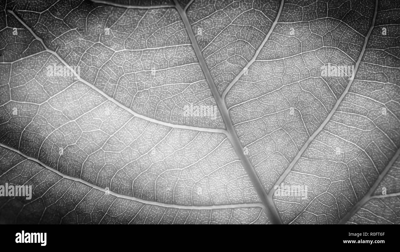 Foglie verde dello sfondo. Leaf texture, la macro immagine. Natura astratta nozione Foto Stock