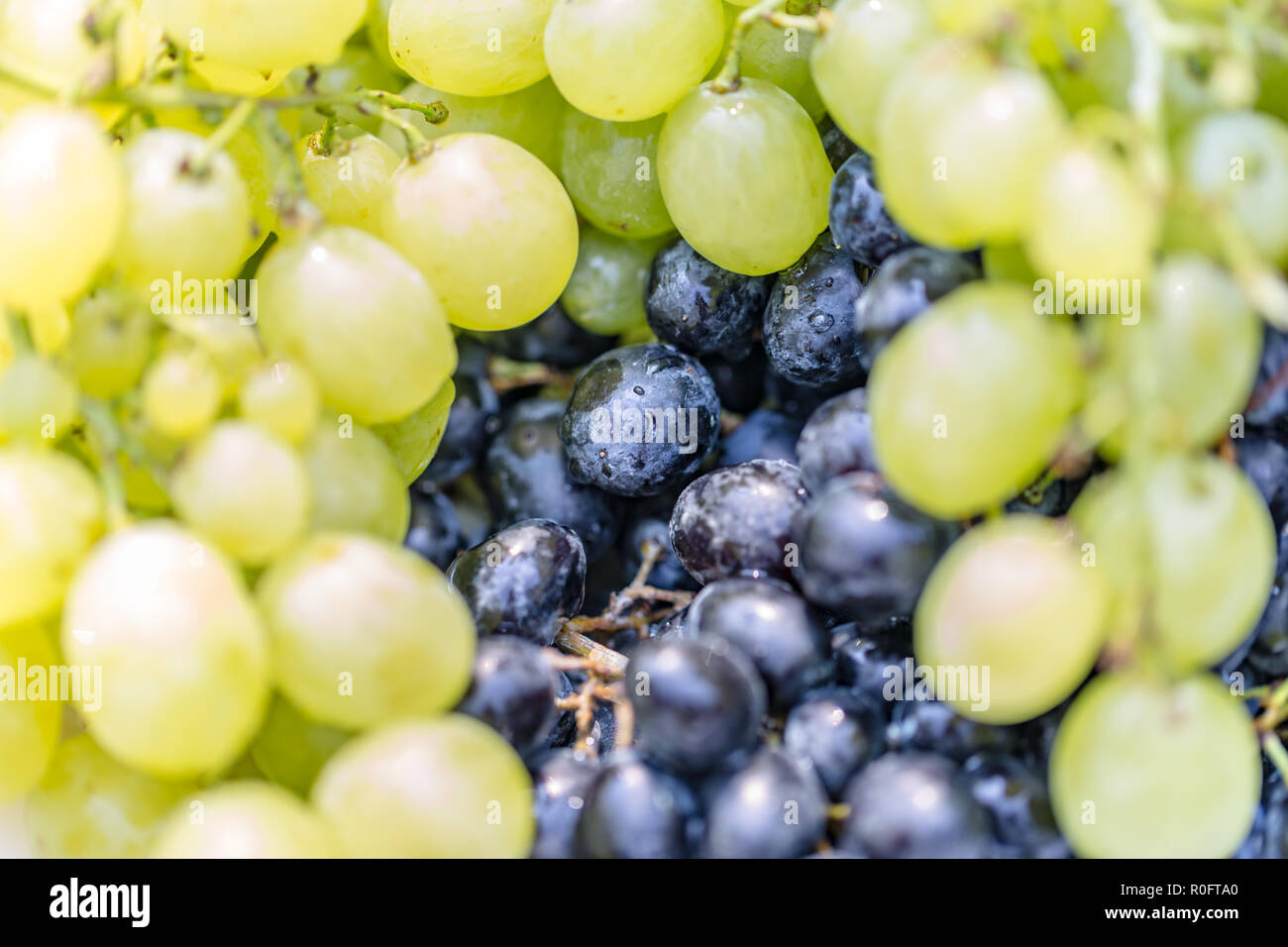 Sani frutti vino rosso sfondo UVA, UVE scuro, blu uva, uve da vino. Vino rosso con uve a bacca bianca Foto Stock