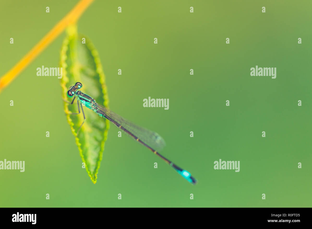 Libellula blu fresco verde foglia. La natura dell'ambiente, primavera estate natura insetti dettagli. Foto Stock