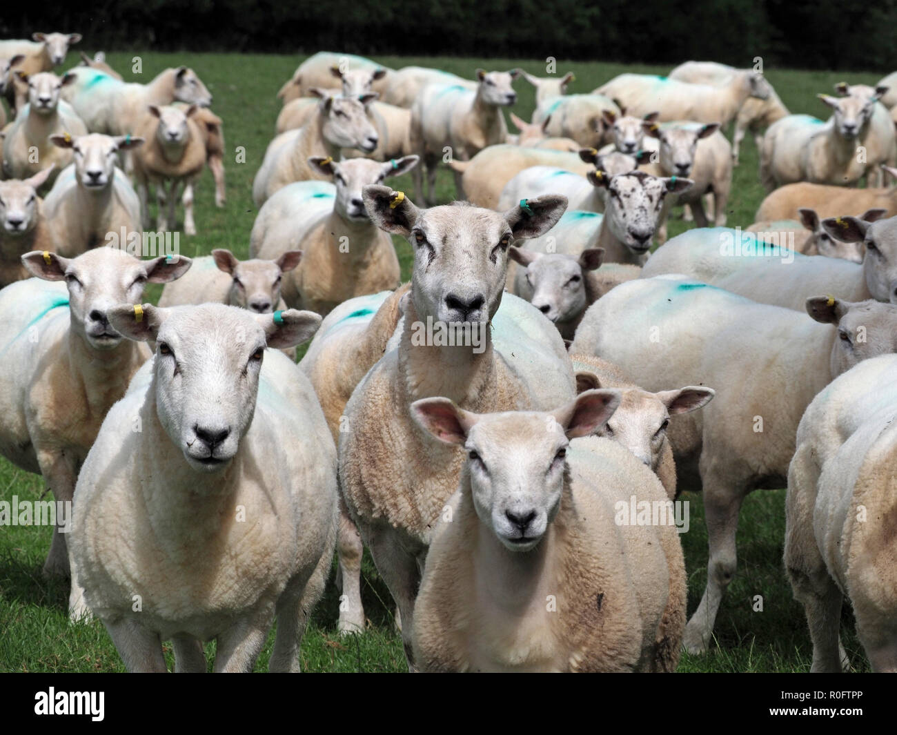 Gregge di curioso montane pecore bianche guardare la fotocamera in Cumbria, England, Regno Unito Foto Stock