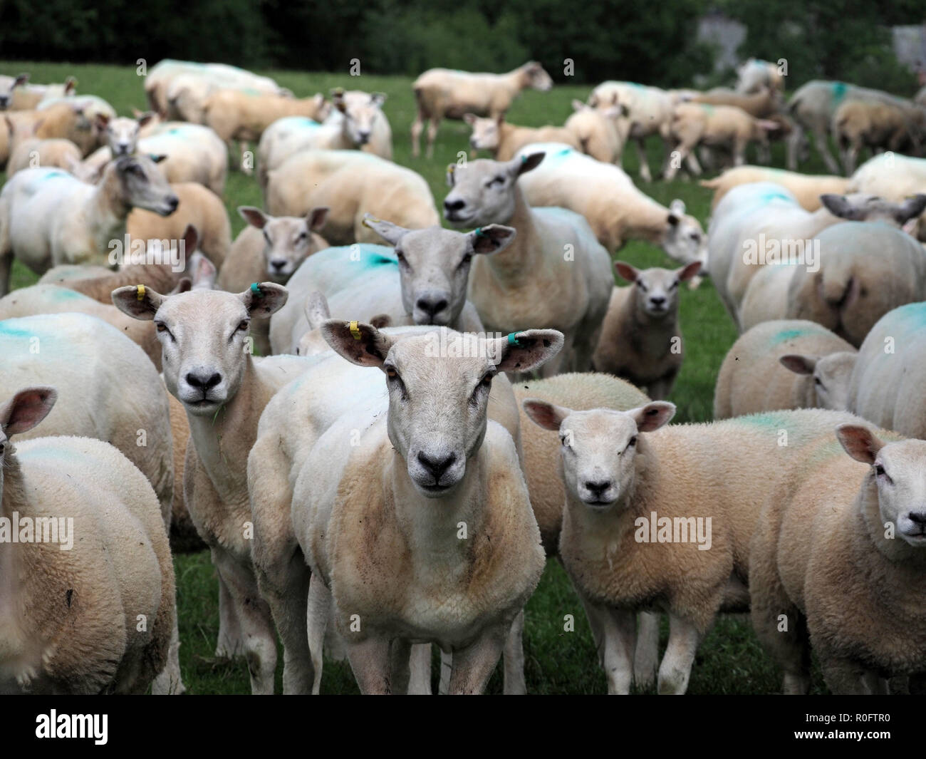 Gregge di curioso montane pecore bianche guardare la fotocamera in Cumbria, England, Regno Unito Foto Stock