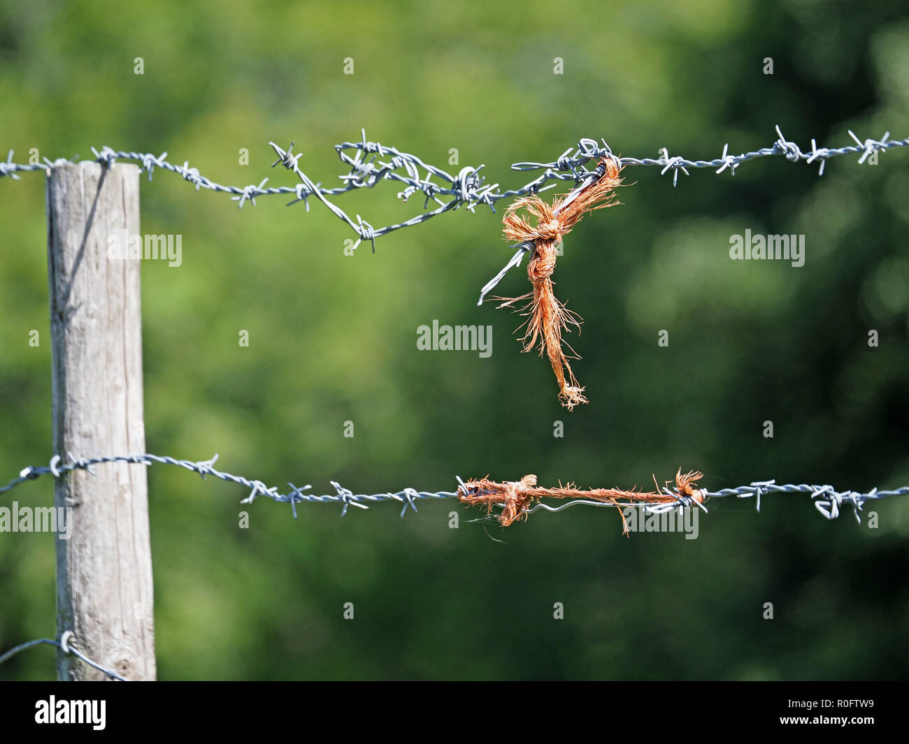 Due-trefolo del filo spinato in un autentico groviglio con bit di annodare e arancione di taglio dello spago per legare in Cumbria, England, Regno Unito Foto Stock
