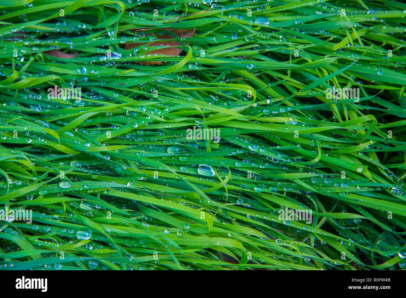 Gocce di acqua sull'erba. Foto Stock
