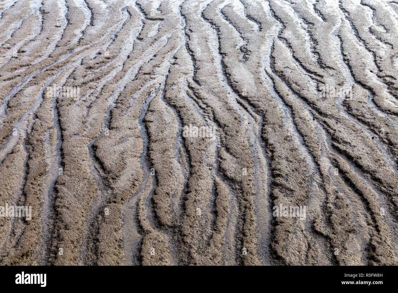 Riverbed esposta durante la bassa marea, fiume Thames, London, Regno Unito Foto Stock