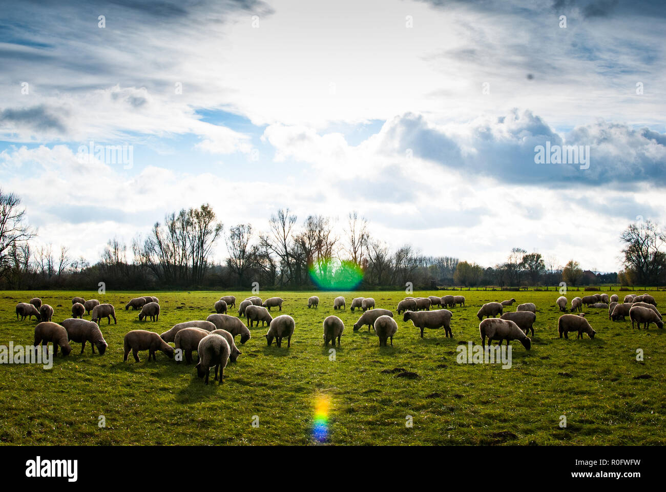 Un gregge di pecore, un campo verde e un nuvoloso cielo blu Foto Stock