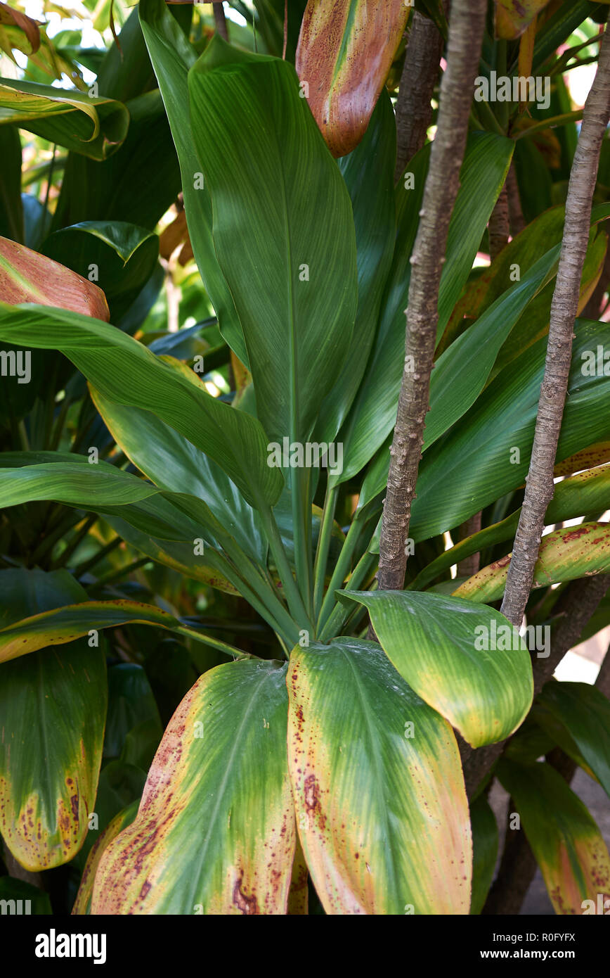 Cordyline brasiliensis Foto Stock