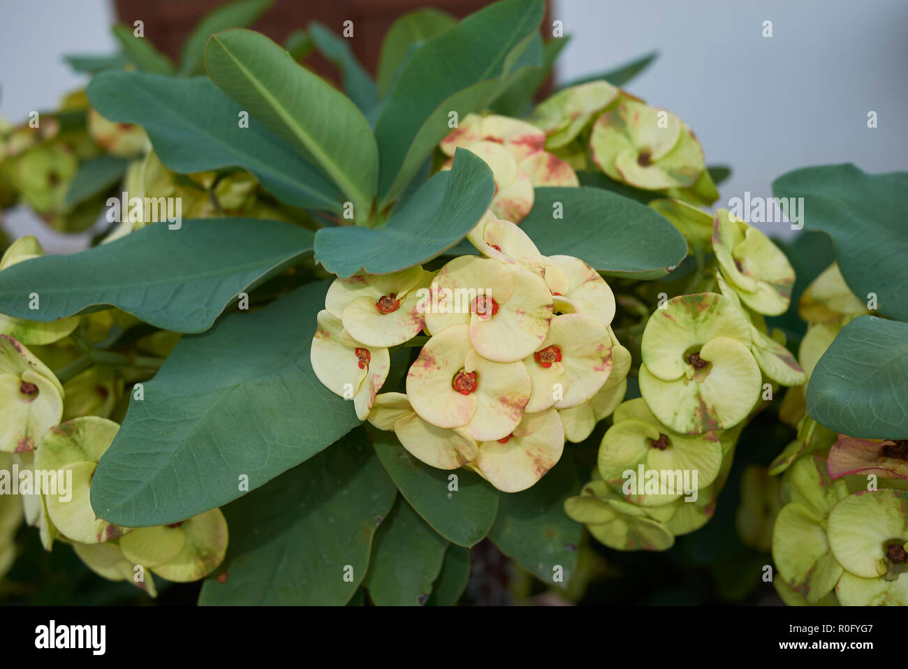 Infiorescenza gialla di Euphorbia milii Foto Stock