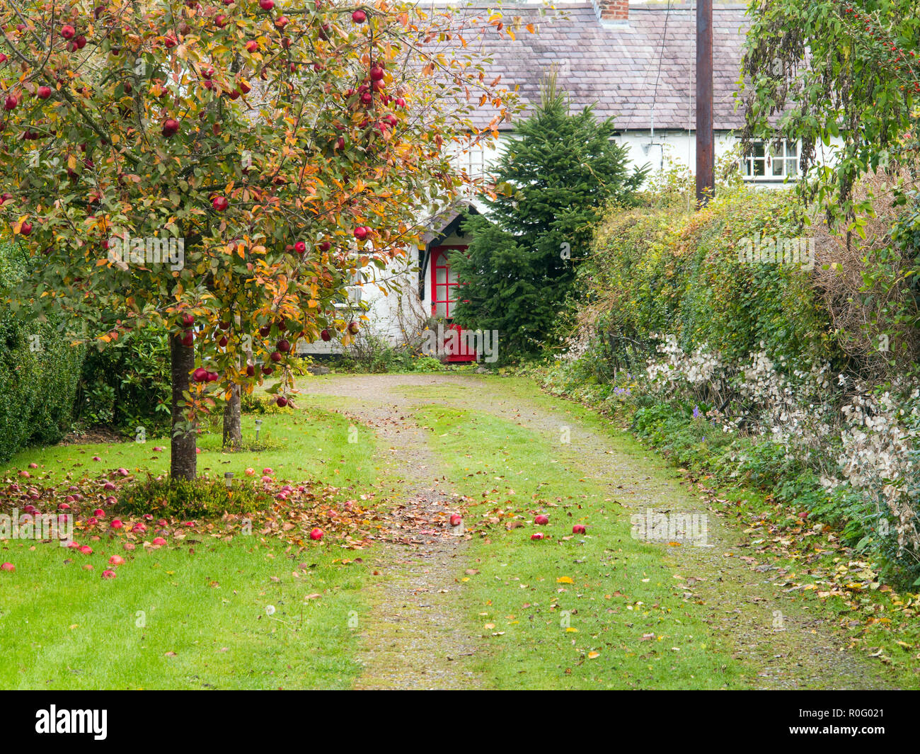 Viale di accesso che conduce ad un paese di lingua inglese cottage con melo e soffiata dal vento le mele rosse sulla terra sotto Threapwood Malpas Cheshire Foto Stock