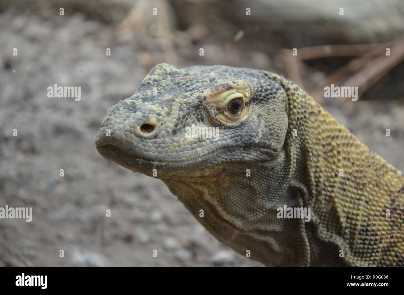 Drago Di Komodo La Lucertola Piu Grande Del Mondo Foto Stock Alamy
