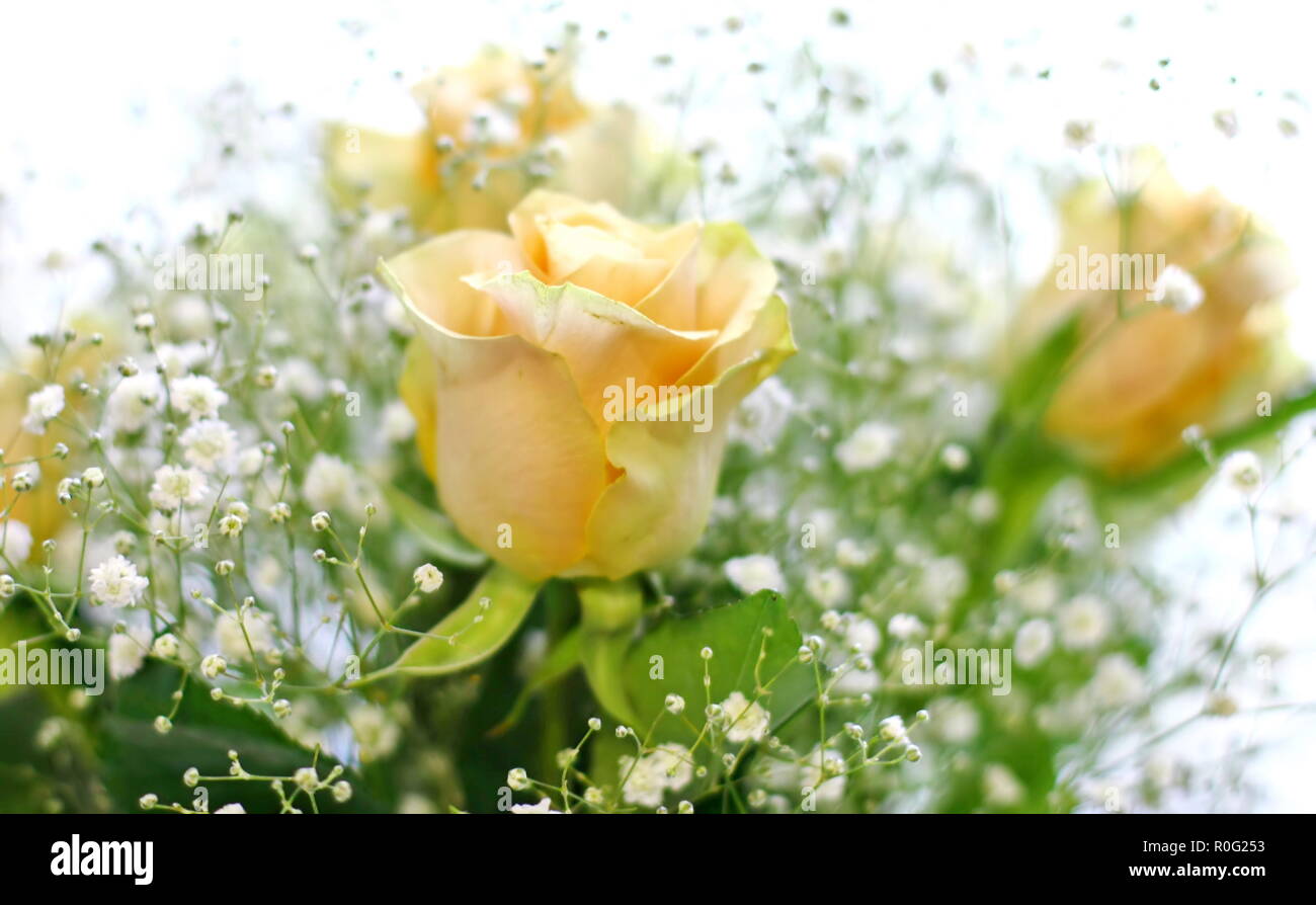 Bouquet di rose di colore giallo e bianco piccoli fiori con sfocatura sullo sfondo Foto Stock