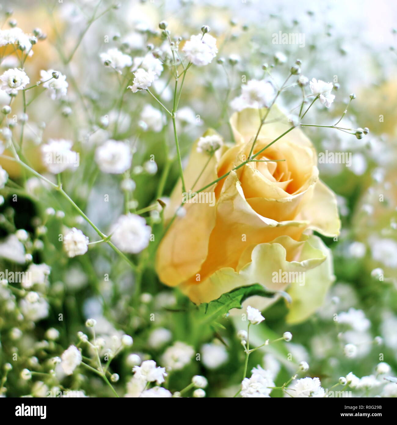 Bouquet di rose di colore giallo e bianco piccoli fiori con sfocatura sullo sfondo Foto Stock