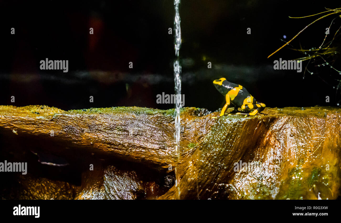 Fasce gialle bee poison dart frog una estrema velenoso e pericoloso anfibio dall America Foto Stock