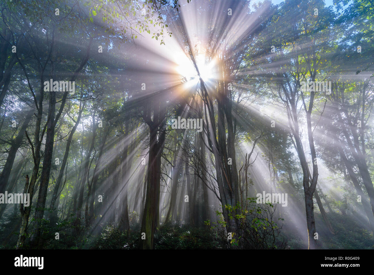 Fasci di luce del sole passa attraverso gli alberi del Nord Ovest del Pacifico su una mattinata nebbiosa. Foto Stock