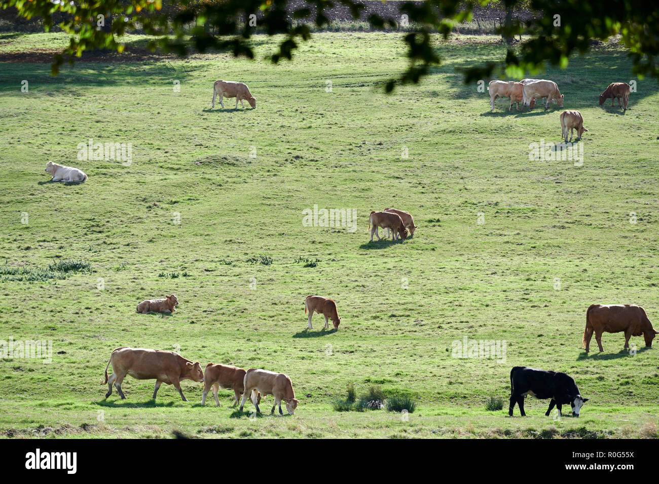 Il pascolo di bestiame in un campo, Womersley, North Yorkshire, nell'Inghilterra del Nord, Regno Unito Foto Stock