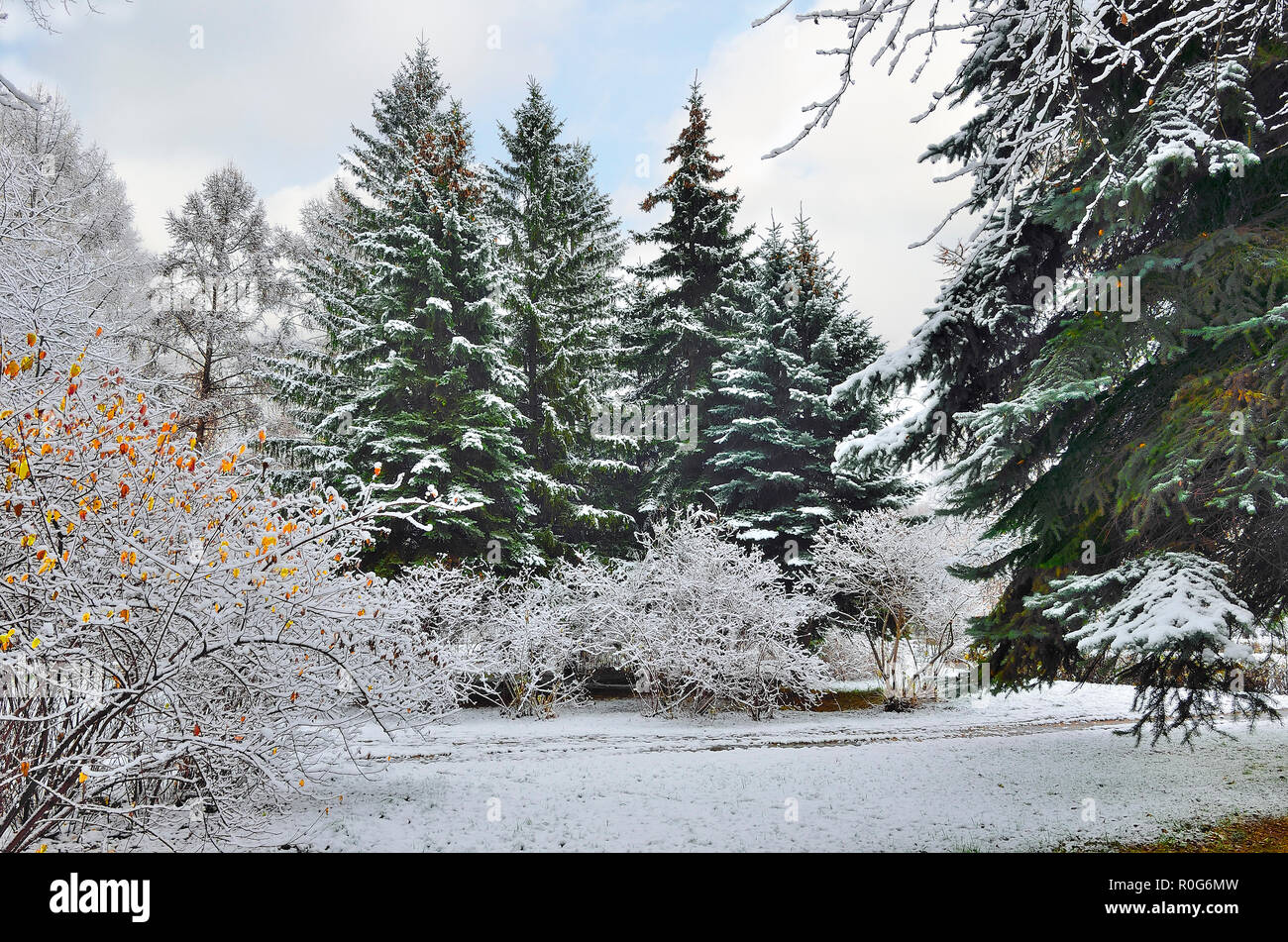 In passerella coperta di neve parco cittadino o sotto la foresta verde abete innevato con coni sulla parte superiore. Magnifico paesaggio invernale dopo la prima nevicata con ultimo golden Foto Stock