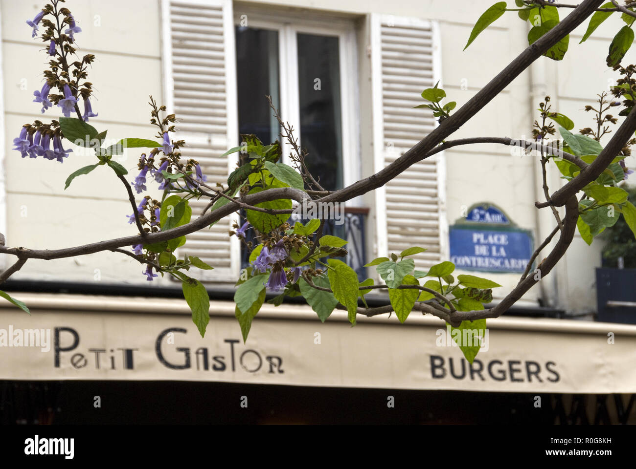 Un albero fiori nella parte anteriore di un hamburger ristorante a la Place de la Contrescarpe, il punto focale della Rue Mouffetard distretto di Parigi, Francia. Foto Stock