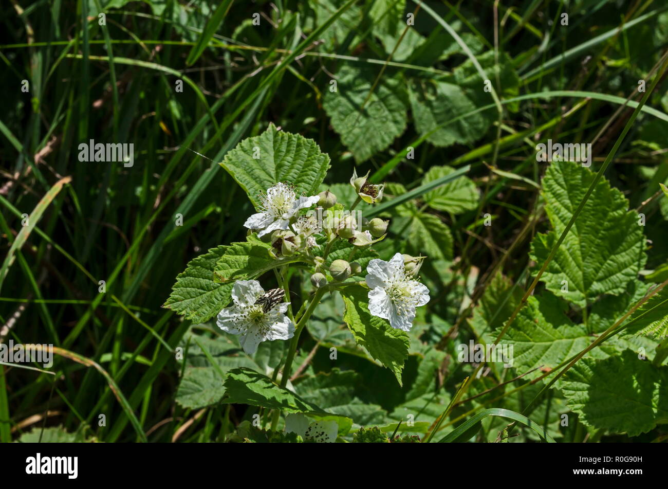 La vibrante bianco fiori di blackberry in diversi stadi di crescita del Lozen mountain, Bulgaria Foto Stock