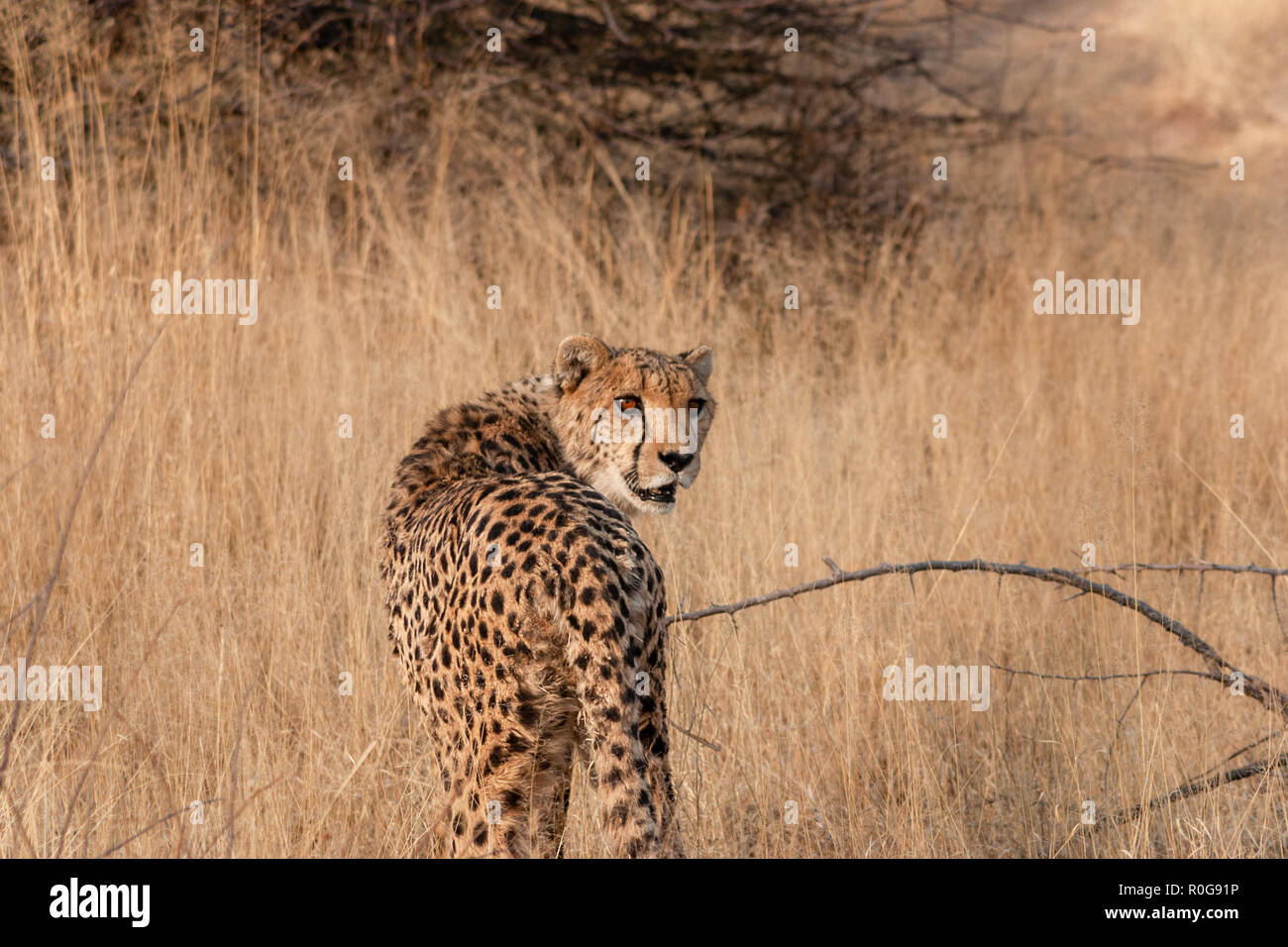 Ghepardo su una riserva naturale in Namibia Foto Stock