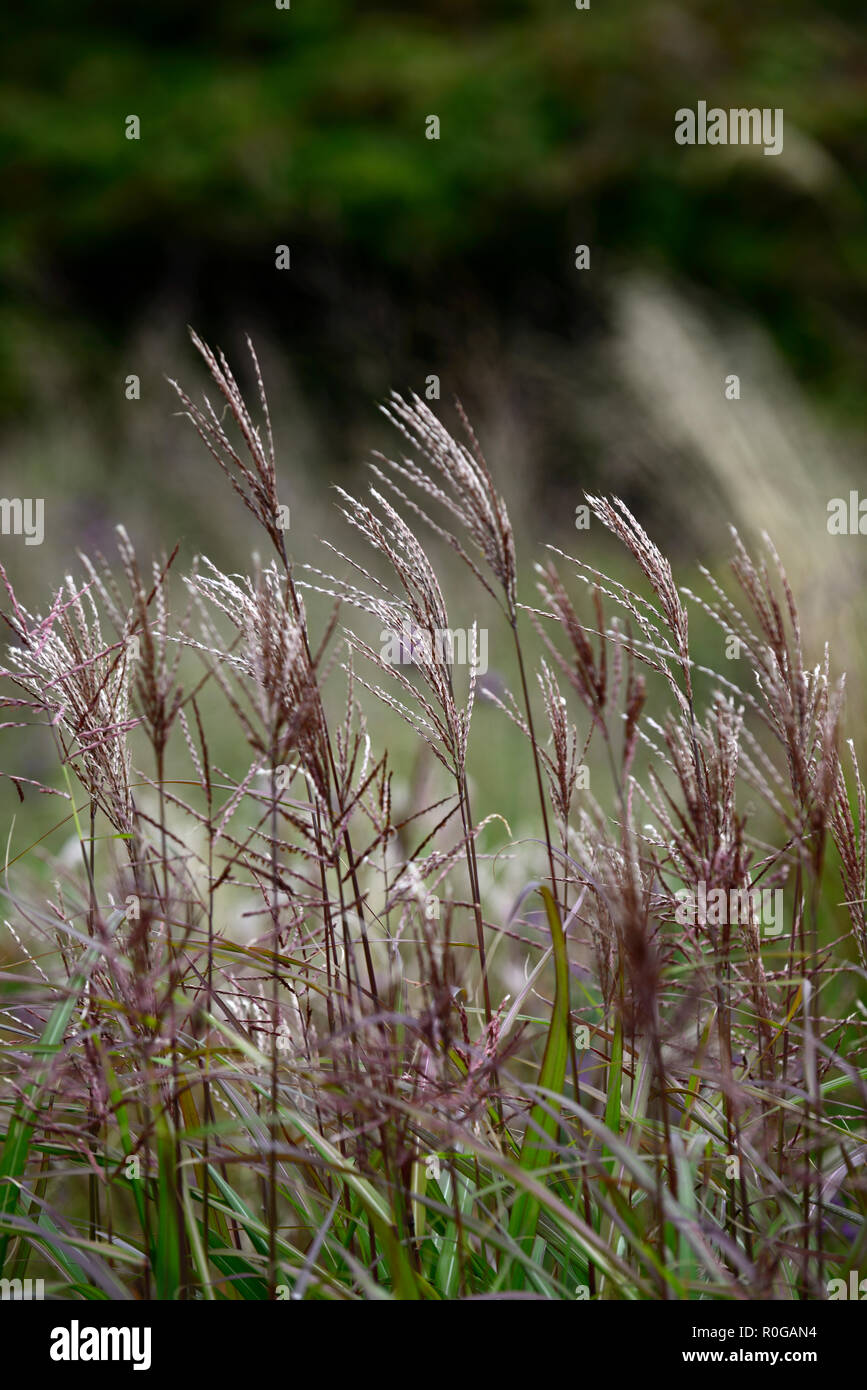 Miscanthus sinensis Ferner Osten,eulalia Ferner Osten,intrico di formazione di erba decidui,Graminacee ornamentali,feathery pannocchie di fiori,RM Floral Foto Stock