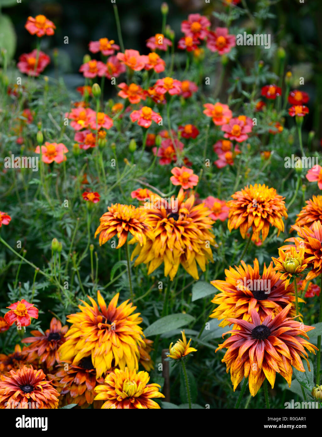 Rudbeckia hirta Cherokee Sunset,black-eyed Susan,mezza annuale hardy,arancione,ruggine,giallo,mix,miscelati,colore,colori,RM Floral Foto Stock