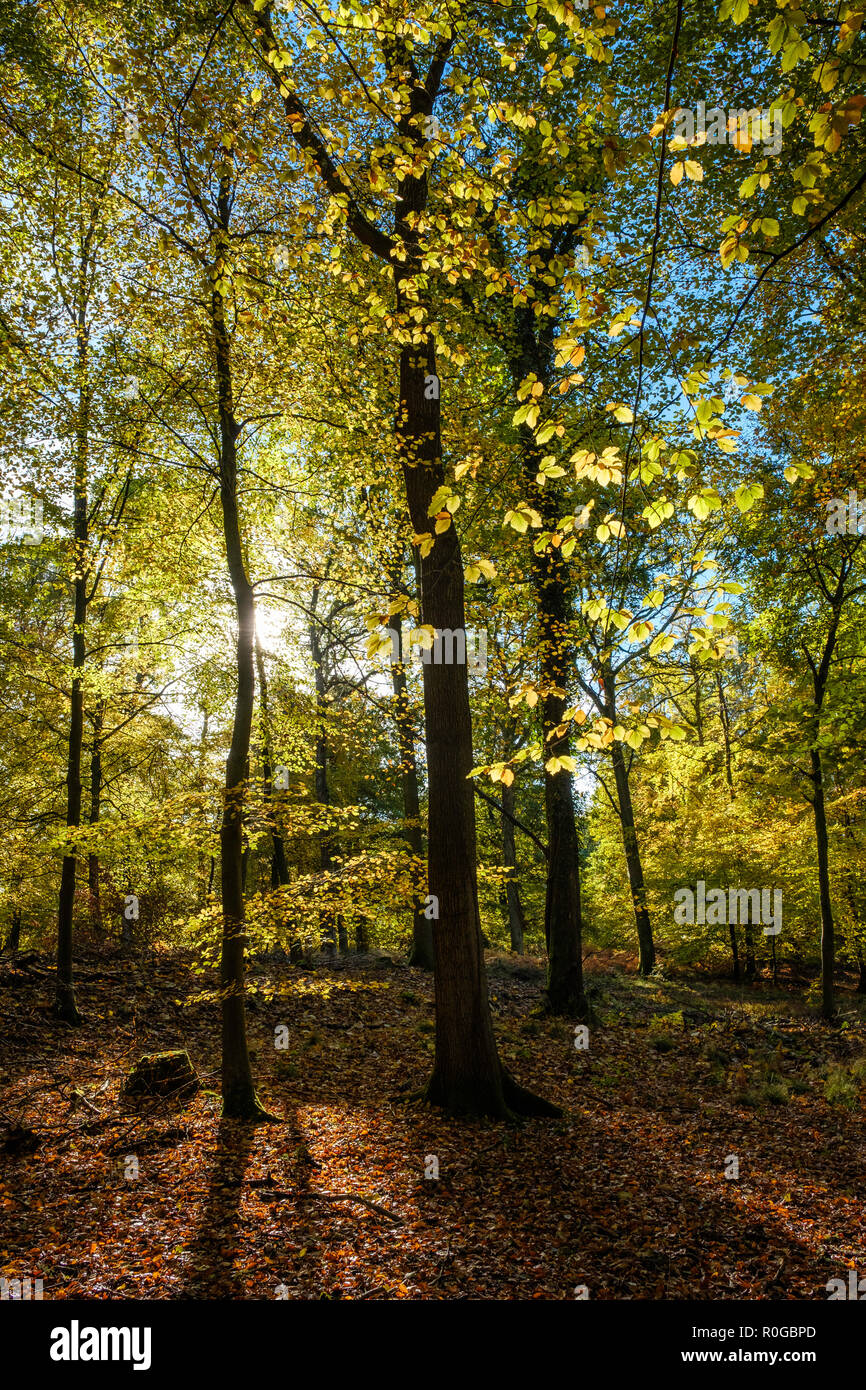 BLAKENEY boschi della Foresta di Dean IN AUTUNNO Foto Stock