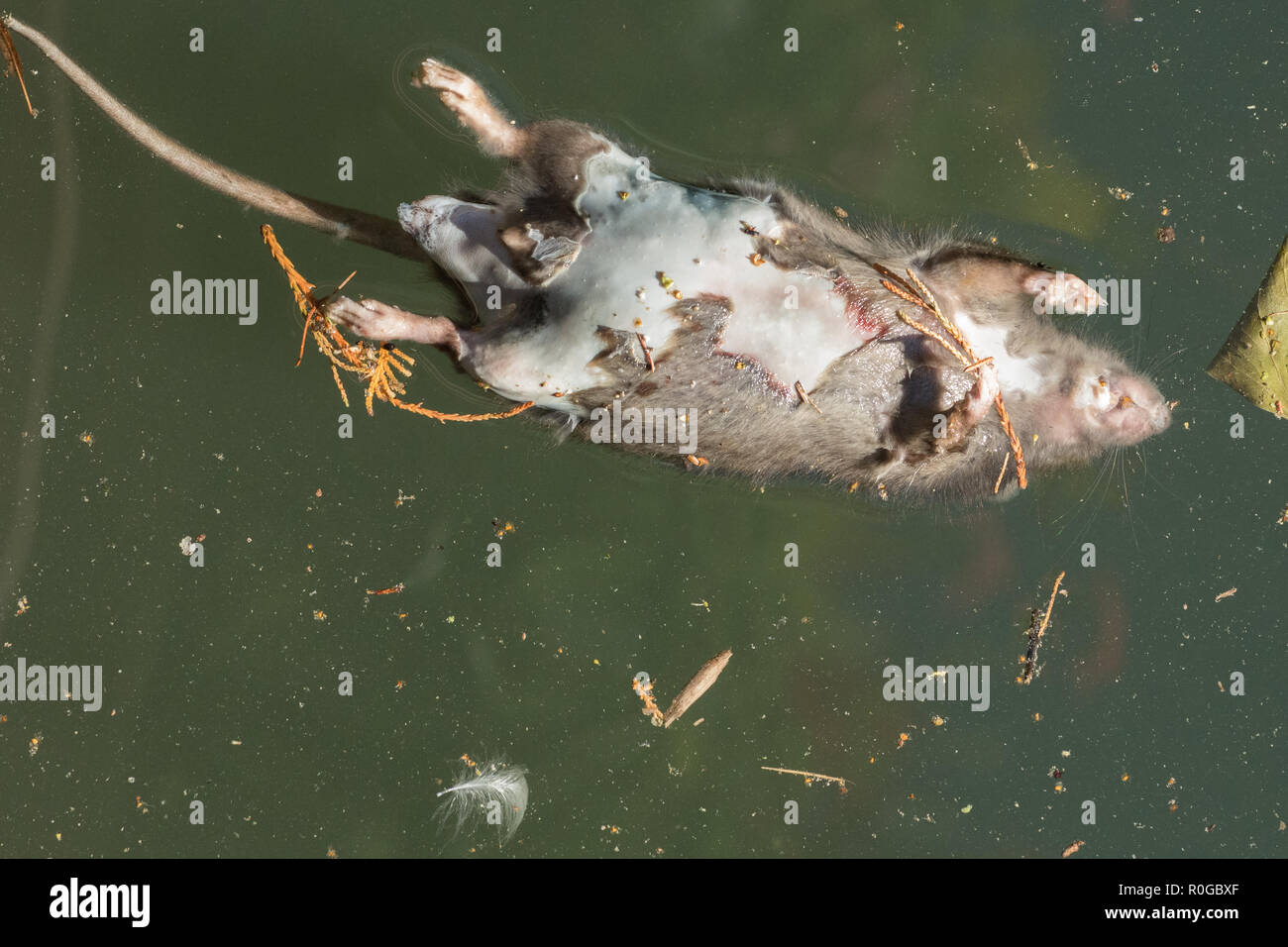 Dead Rat galleggiante nel fiume Lauch, Colmar, Francia Foto Stock