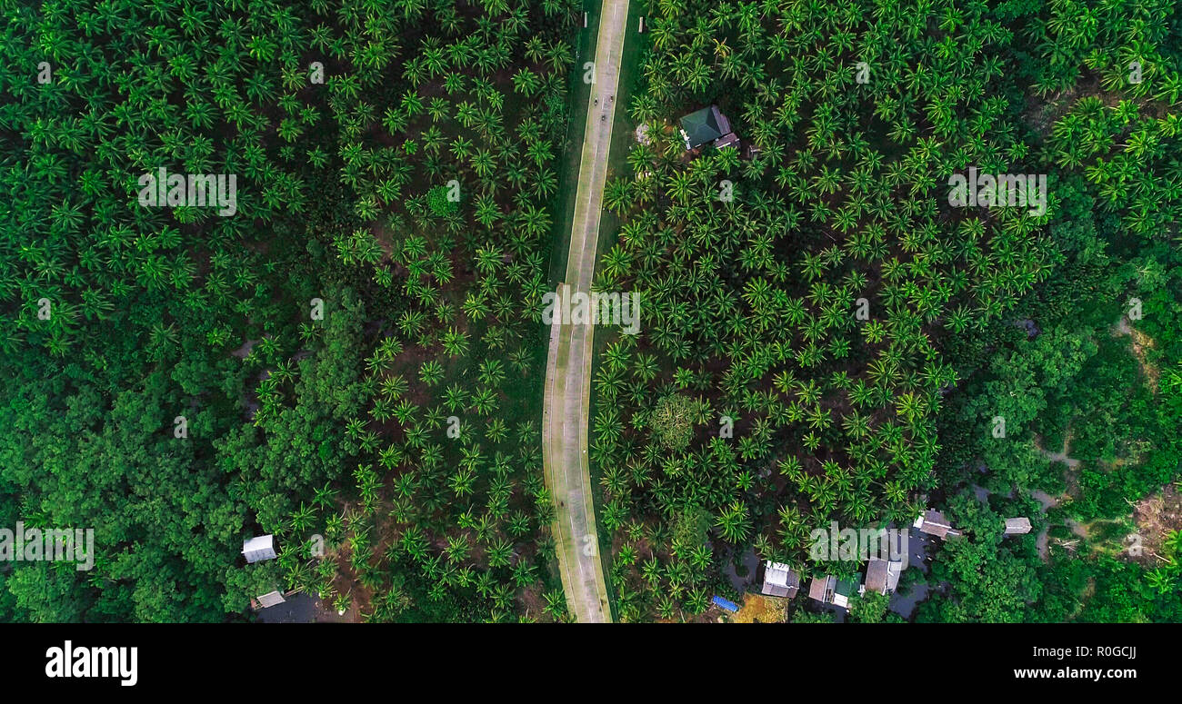 Bella vista aerea di strada su Palms at Siargao Island, Filippine. Foto Stock