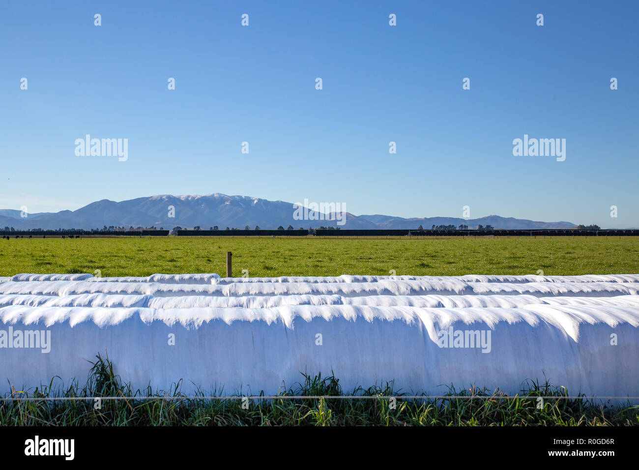 Stockfeed in forma di baleage è avvolto in plastica bianca e memorizzati lungo una linea di recinzione in un campo di fattoria Foto Stock