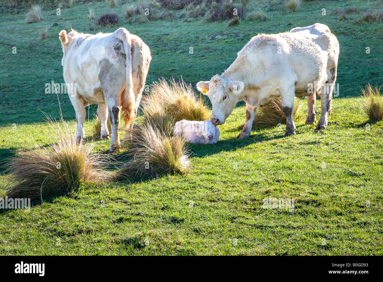 Una madre si lecca il vitello neonato Foto Stock