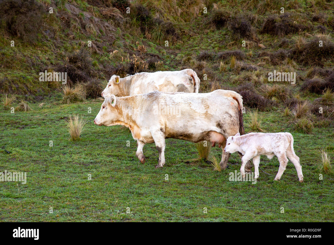 Un vitello charolais rimane accanto a sua madre nel campo Foto Stock