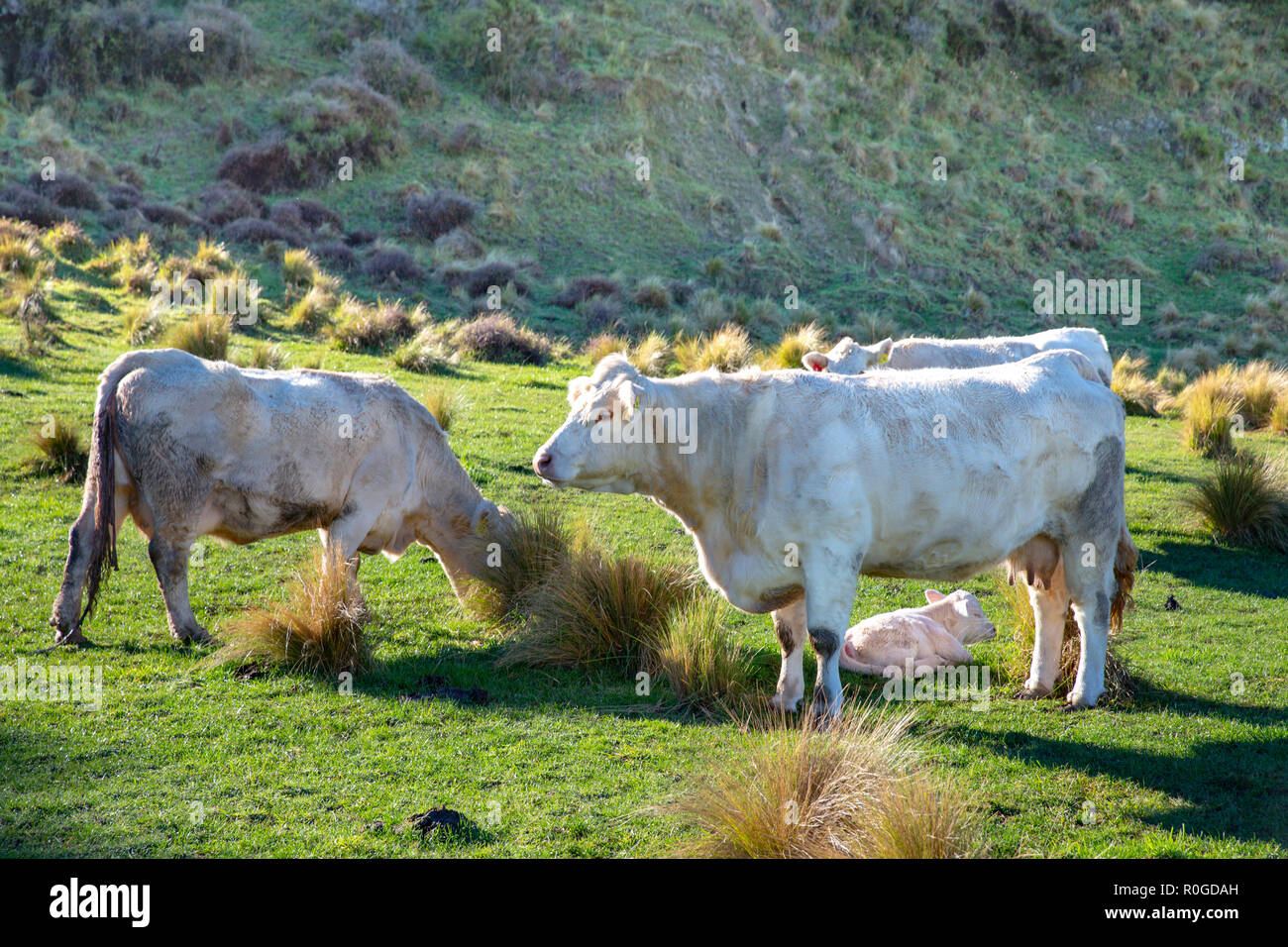 Un vitello bianco poggia la sua madre sfiora in un campo Foto Stock