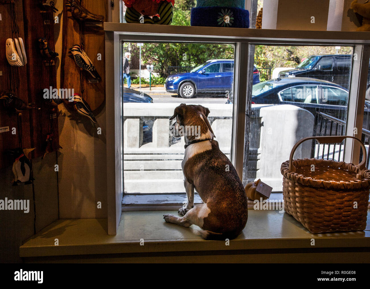 Cane in negozio finestra guardando fuori ai pedoni, Woodstock, Vermont, Stati Uniti, New England davanzale interno divertente animali domestici Foto Stock