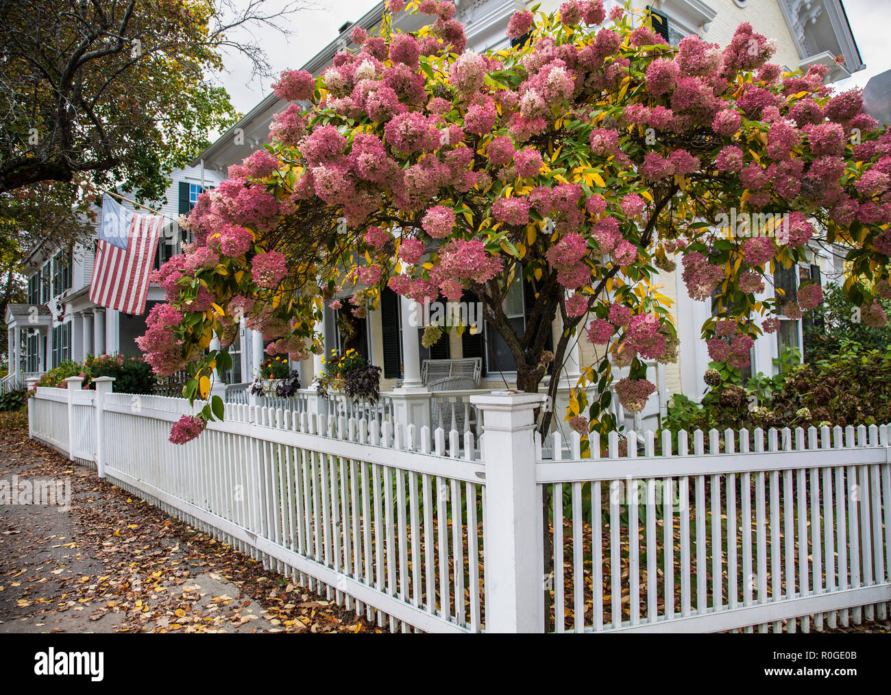 Rosa Hydrangia New England caduta hydrangea fiorisce e un picket recinto bianco, Woodstock, Vermont, USA, New England, White recinzione giardino confine Foto Stock