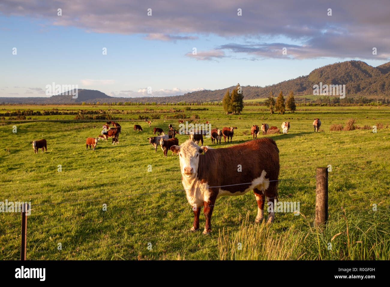 Hereford bovini del sole serale in un campo in Nuova Zelanda Foto Stock