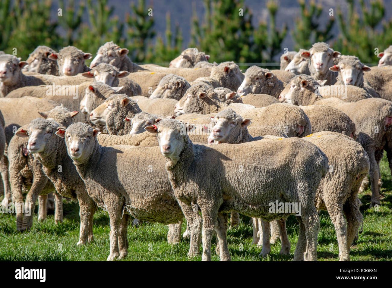 Un gregge di tosatura di Pecore Merino in una fattoria in Nuova Zelanda Foto Stock