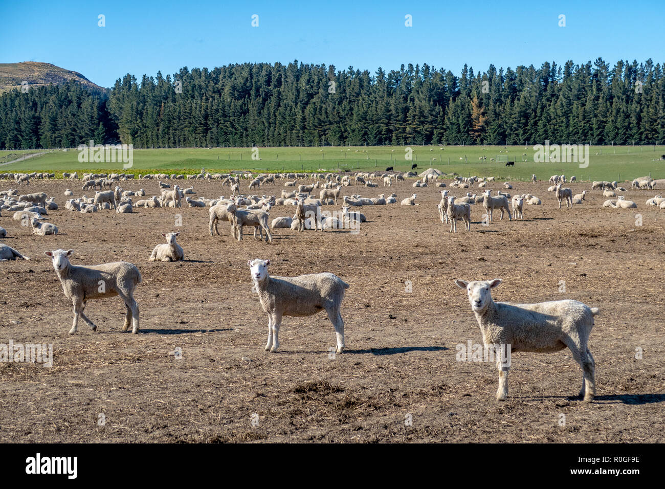 Pecore Merino su un alto country farm in Nuova Zelanda Foto Stock