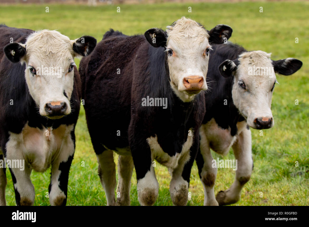 Tre in bianco e nero di manzi in un campo erboso in Nuova Zelanda Foto Stock