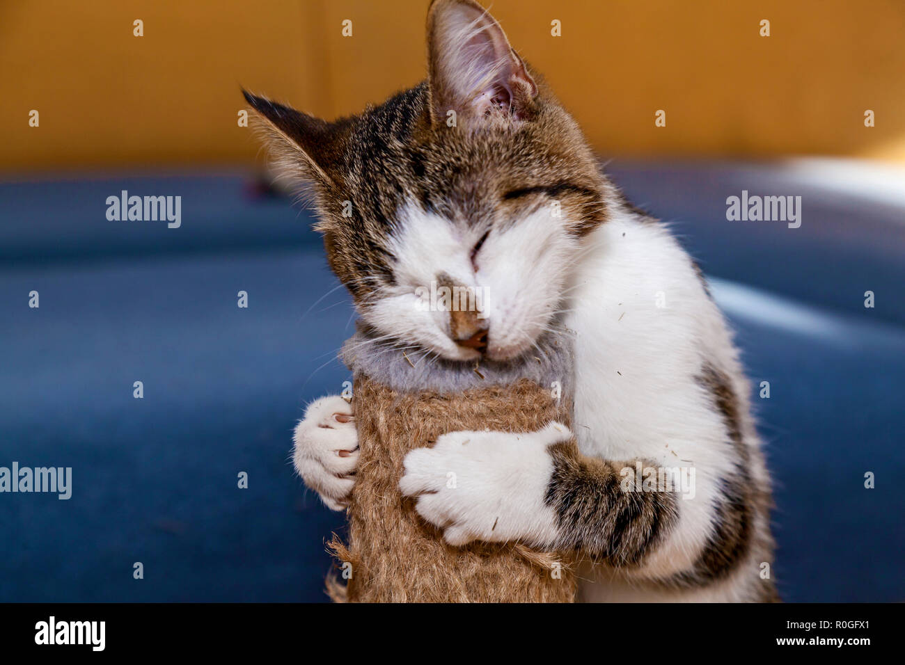 Cat licks erba gatta Nepeta Catar, dolci per animali domestici gatti Foto Stock