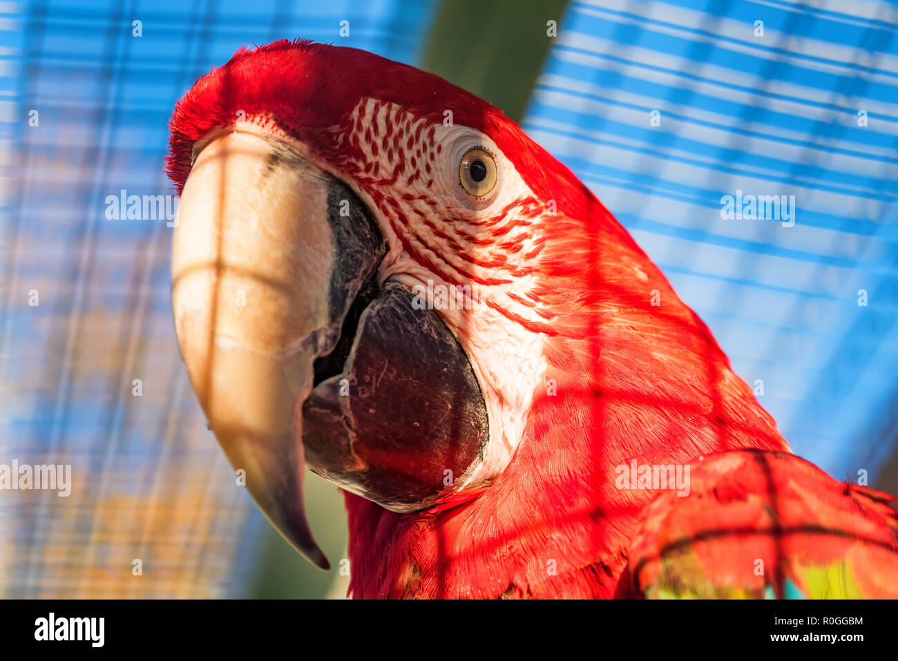 Verde-winged macaw o ara chloroptera close up Foto Stock
