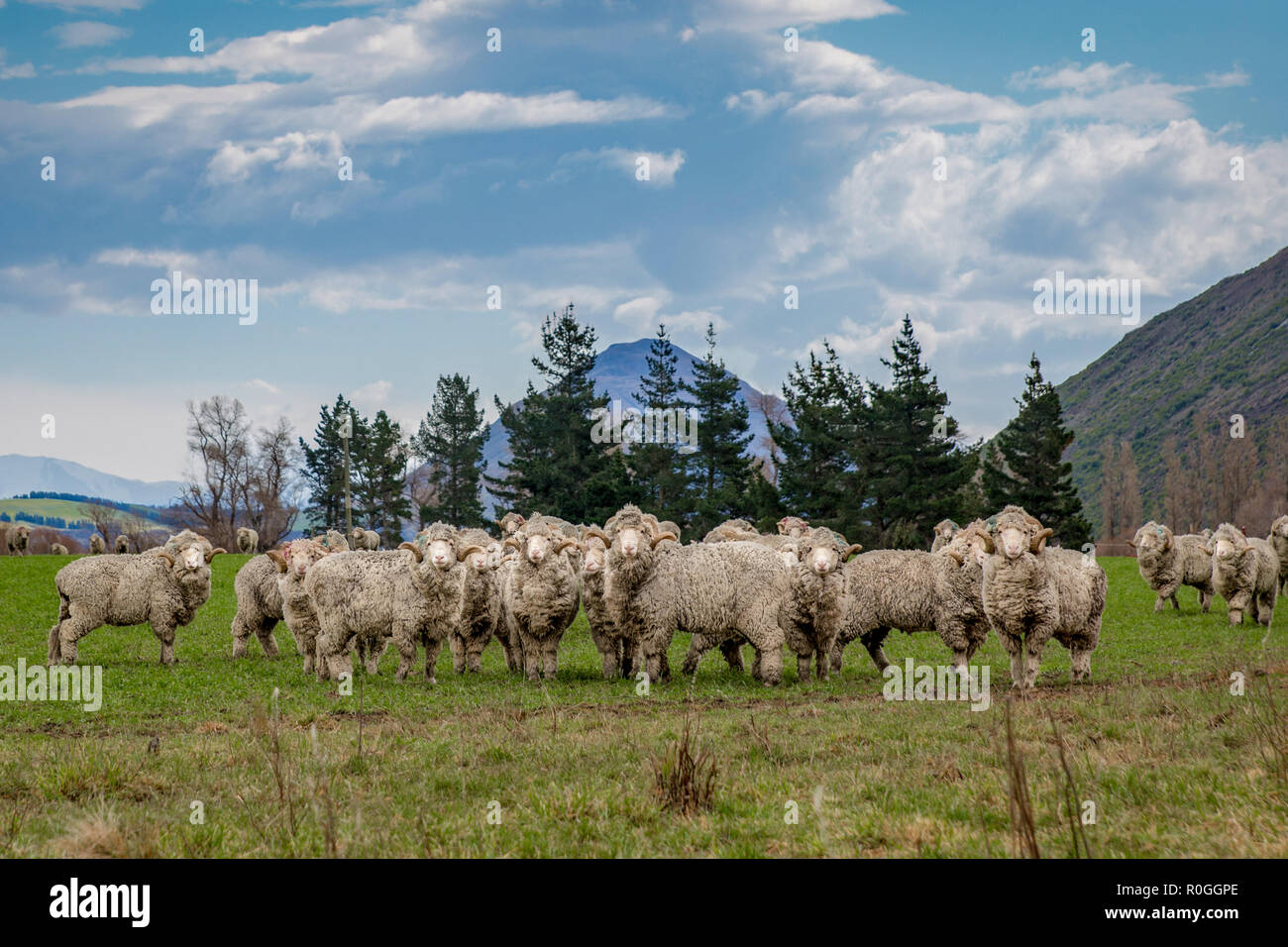 Un gregge di pecore merino con le corna sulla testa di un high country farm in Nuova Zelanda Foto Stock