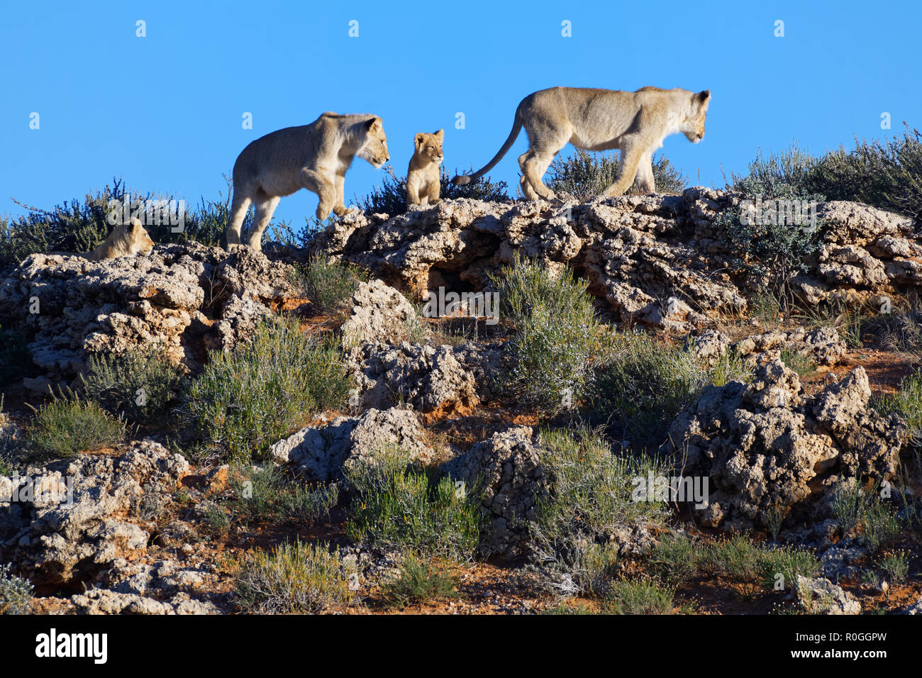 Leoni africani (Panthera leo), due giovani leoni maschio con due cuccioli a piedi in cima alla collina, Kgalagadi Parco transfrontaliero, Sud Africa e Africa Foto Stock