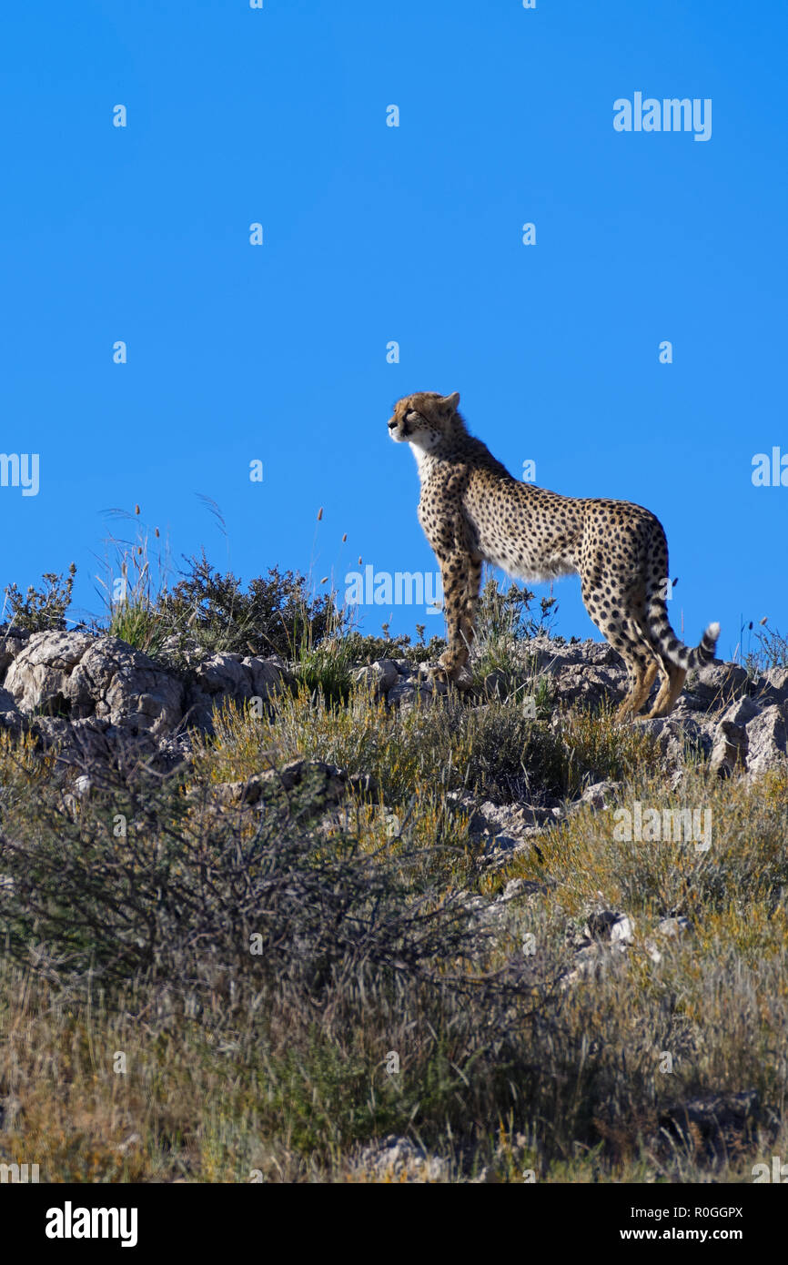 Ghepardo (Acinonyx jubatus) guardando le frazioni dalla cima della collina, Kgalagadi Parco transfrontaliero, Northern Cape, Sud Africa e Africa Foto Stock