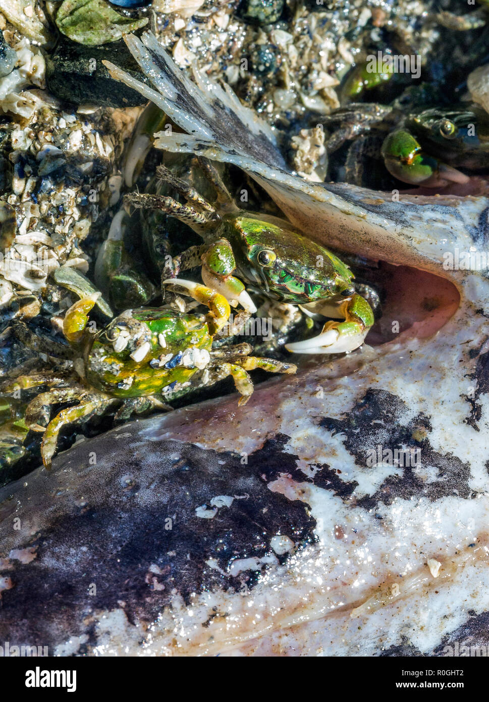 Vista ravvicinata di un piccolo granchio a bassa marea pronto a mangiare i pesci morti, concetto di naturale catena alimentare, Saltery Bay Parco Provinciale, British Columbia, Canada Foto Stock