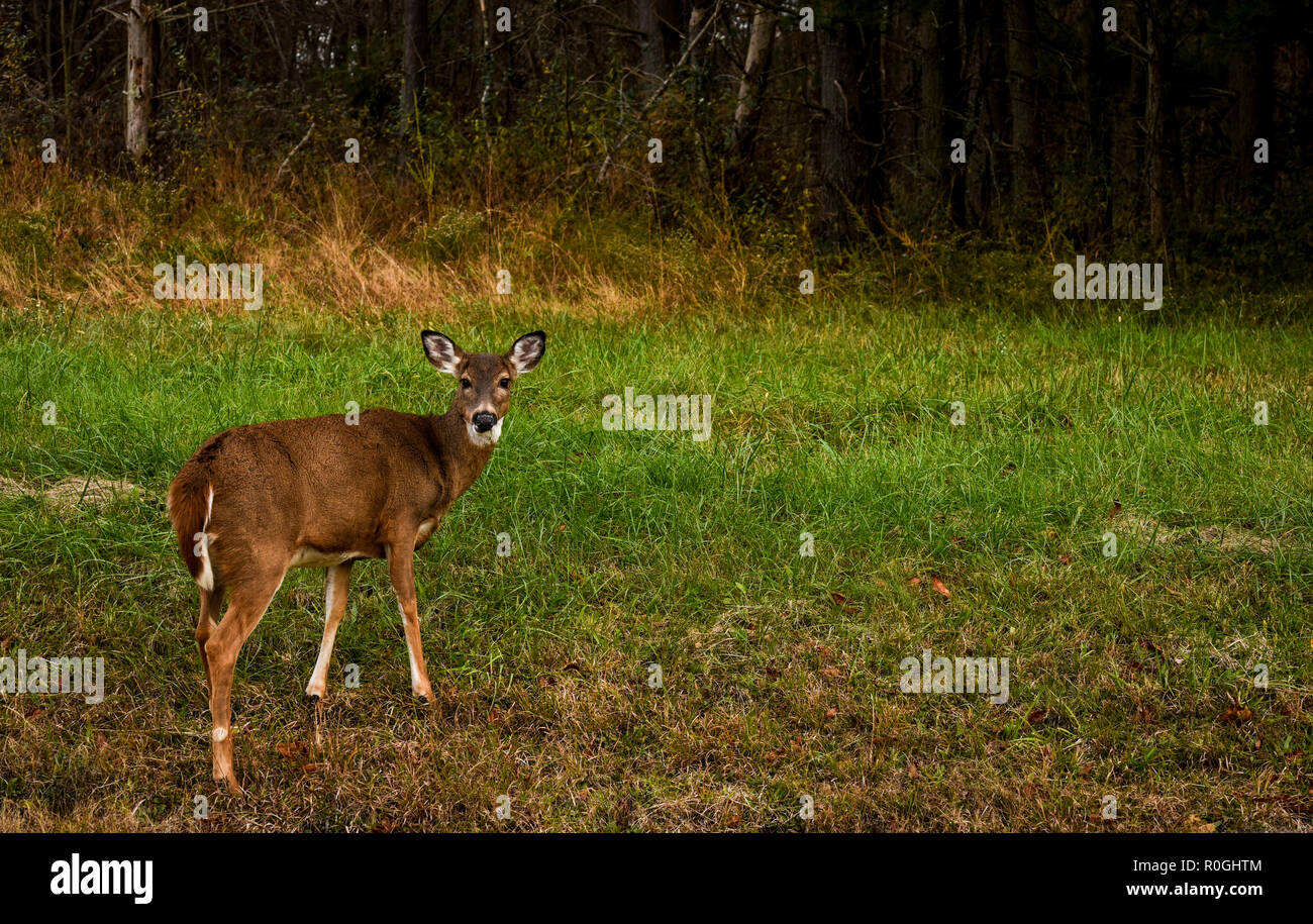 Cervi vaganti vicino al bosco Foto Stock
