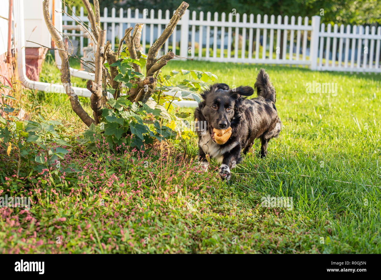 Un cockapoo-Shetland Sheepdog mix funziona con un cane gommoso in una famiglia's backyard in tarda estate. Foto Stock