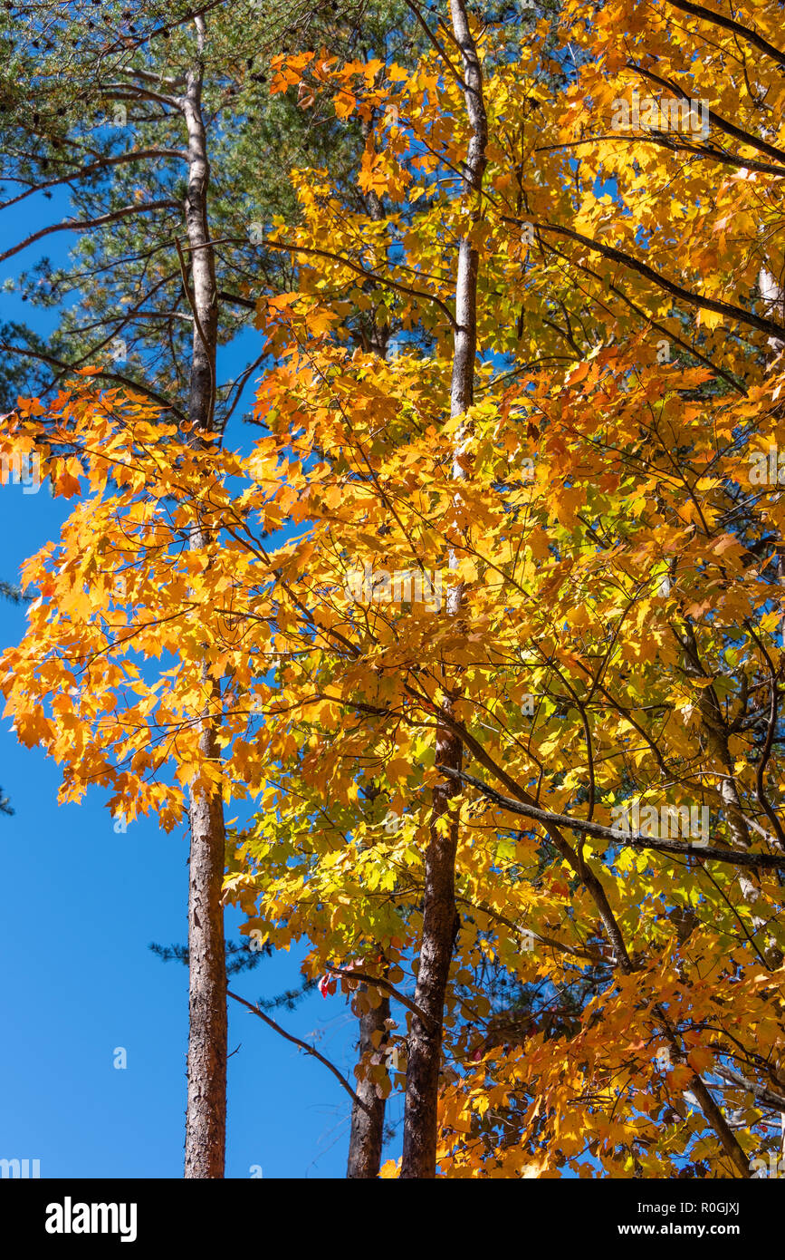 Il vibrante autunno parte in una splendida giornata autunnale al Tallulah Gorge State Park nella Georgia nord-orientale. (USA) Foto Stock