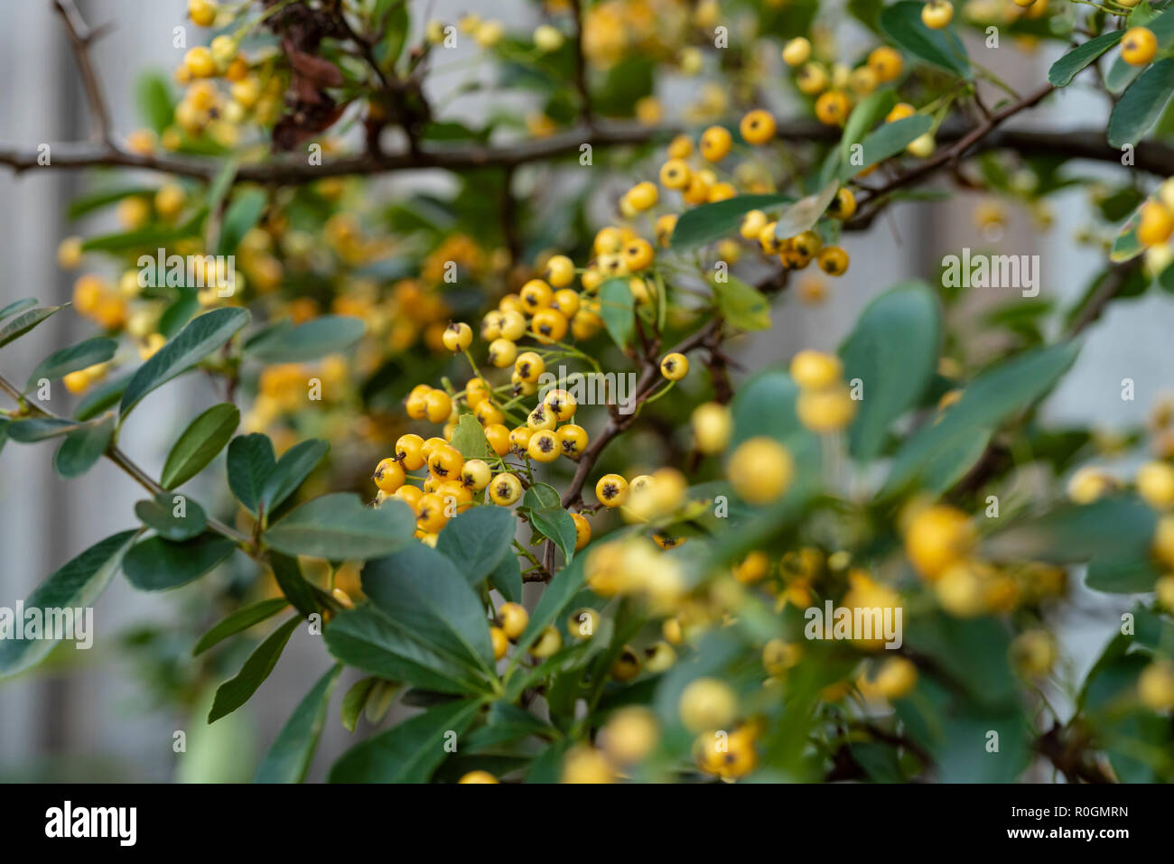 Pyracantha Saphyr Jaune Cadaune, firethorn, rosacee. Bacche di colore giallo, frutti autunnali. Foto Stock